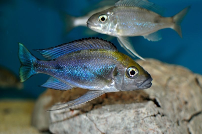 Cunningtonia longiventralis 'Cape Kachese'